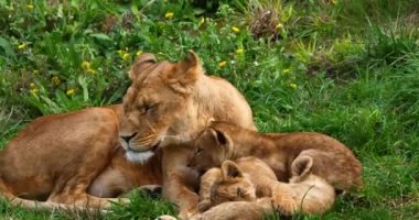 Afrika Aslanı, Panthera Aslanı, Dişi ve Yavrusu, Real Time 4K