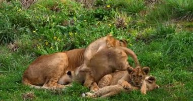 Afrika Aslanı, Panthera Aslanı, Yavrusunu Yalıyor, Gerçek Zaman 4K