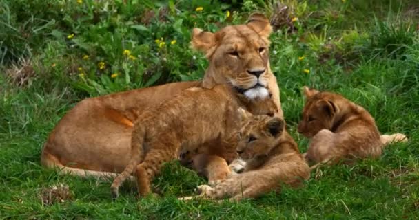 Leão Africano Pantera Leo Feminino Cub Tempo Real — Vídeo de Stock
