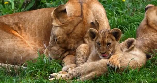 非洲狮子 狮子座 母狮子和小狮子睡觉 实时4K — 图库视频影像