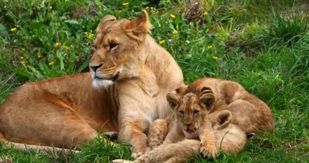 Leão Africano Pantera Leo Feminino Cub Tempo Real — Vídeo de Stock