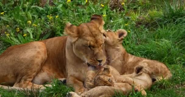 Leão Africano Panthera Leo Fêmea Lambendo Seu Filhote Tempo Real — Vídeo de Stock