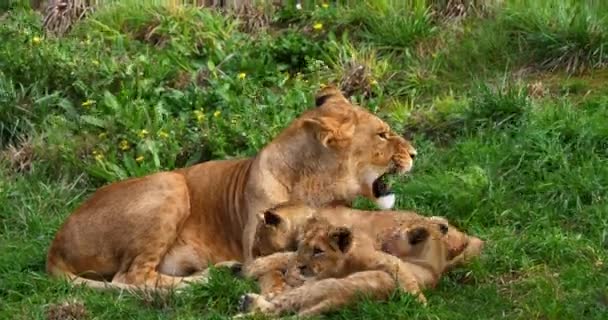 Afrikanskt Lejon Panthera Leo Hona Slickar Sin Unge Realtid — Stockvideo