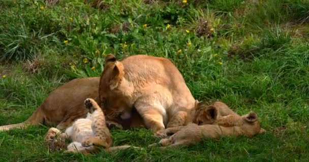 非洲狮子 狮子座 雌性和幼崽 实时4K — 图库视频影像