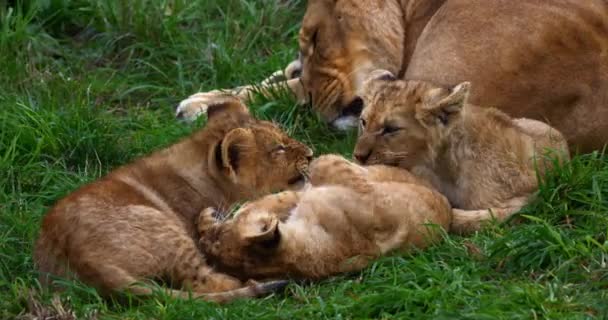 Afrikanischer Löwe Panthera Leo Weibchen Und Junge Spielen Echtzeit — Stockvideo