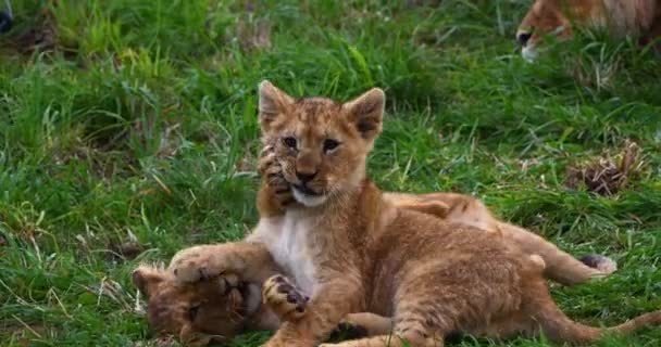 African Lion Panthera Leo Cub Playing Real Time — Stock Video