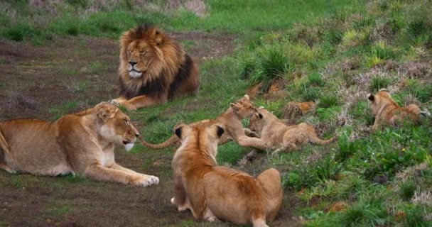 Afrikaanse Leeuw Panthera Leo Groep Met Mannelijke Vrouw Welp Real — Stockvideo