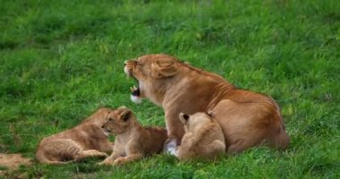 Afrika Aslanı, Panthera Aslanı, Dişi ve Yavrusu, Real Time 4K