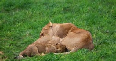 Afrika Aslanı, Panthera Aslanı, Dişi ve Yavru Yavru Yavru, Real Time 4K