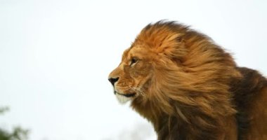 Afrika Aslanı, Panthera Leo, Rüzgardaki Erkek, Gerçek Zaman 4K