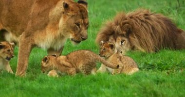 Afrika Aslanı, Panthera Leo, Erkek ve Yavrusu olan grup, Real Time 4K