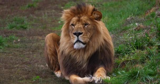 African Lion Panthera Leo Male Mane Wind Real Time — Stock Video
