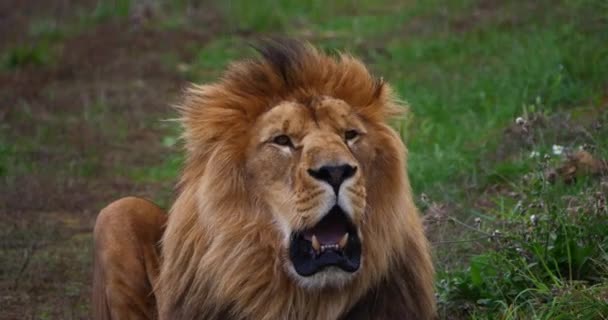 Leão Africano Pantera Leo Masculino Mane Vento Bocejo Tempo Real — Vídeo de Stock