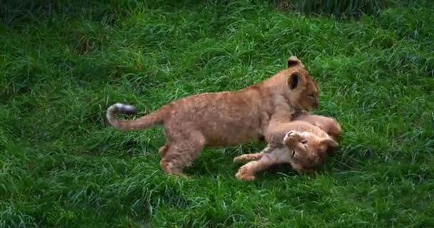 African Lion Panthera Leo Cub Playing Real Time — Stock Video
