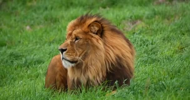 Afrikai Oroszlán Panthera Leo Férfi Sörény Szélben Valós Idejű — Stock videók