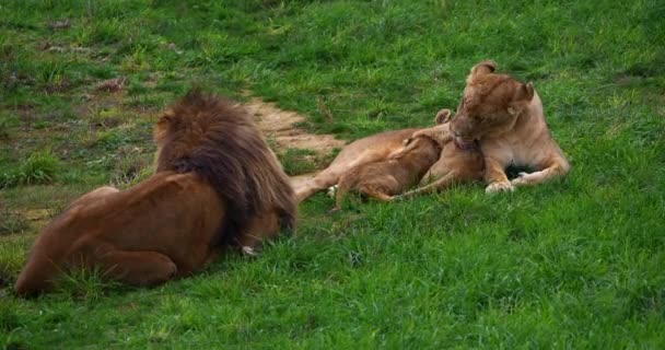 African Lion Panthera Leo Group Male Female Cub Suckling Real — Stock video