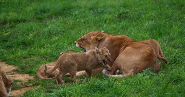 Afrikanischer Löwe Panthera Leo Weibchen Und Junge Echtzeit — Stockvideo