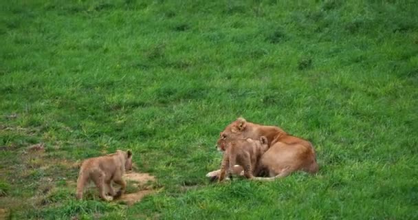 非洲狮子座 豹狮子座 雌性和幼崽哺乳 实时4K — 图库视频影像