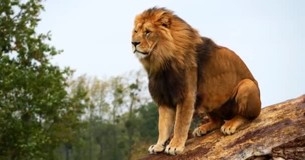 Afrikanskt Lejon Panthera Leo Man Manen Vinden Realtid — Stockvideo