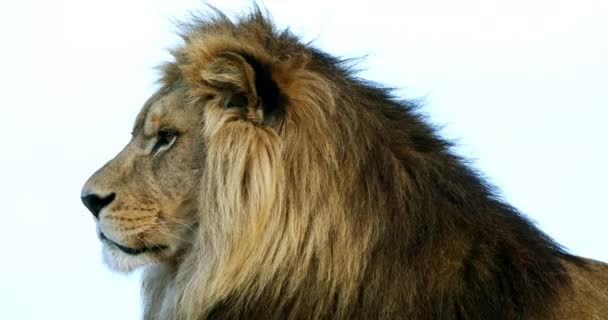 Leão Africano Pantera Leo Retrato Masculino Com Mane Bonito Tempo — Vídeo de Stock