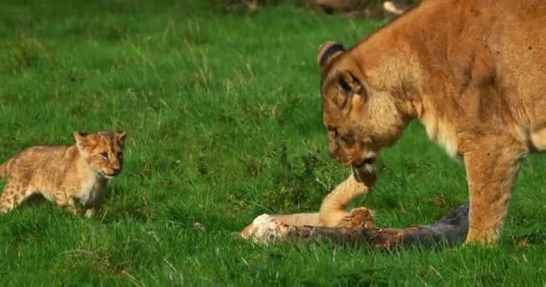 African Lion Panthera Leo Female Playing Cub Real Time — стоковое видео