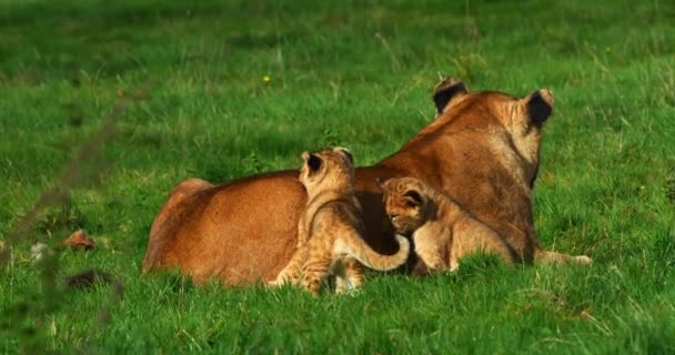 Afrikaanse Leeuw Panthera Leo Vrouw Welp Spelen Real Time — Stockvideo