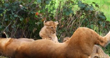Afrika Aslanı, Panthera Aslanı, Dişi ve Yavrusu, Real Time 4K