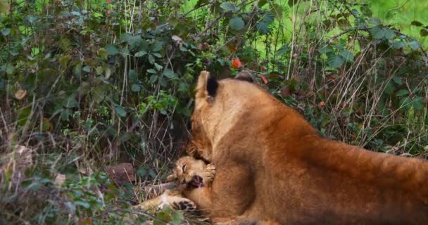 Afrikanischer Löwe Panthera Leo Weibchen Leckt Sein Junges Echtzeit — Stockvideo