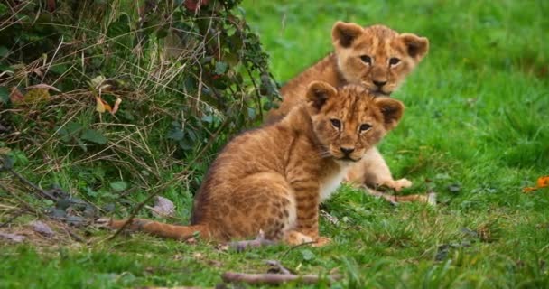 African Lion Panthera Leo Cub Real Time — Stock Video