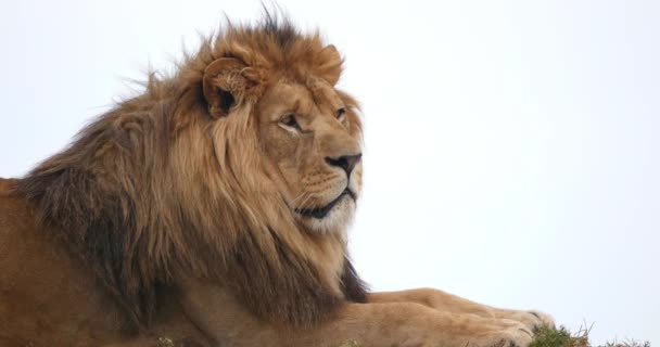 Africano Leão Pantera Leo Masculino Com Uma Bela Juba Tempo — Vídeo de Stock