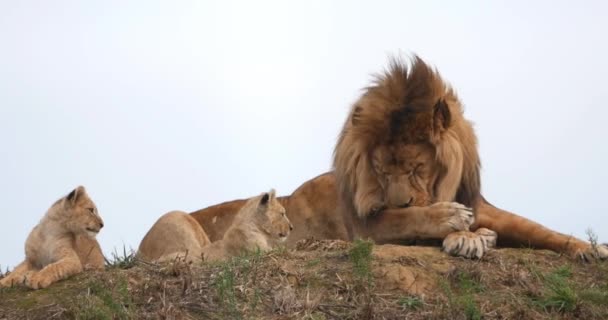 Afrikaanse Leeuw Panthera Leo Man Likken Zijn Poot Welp Real — Stockvideo