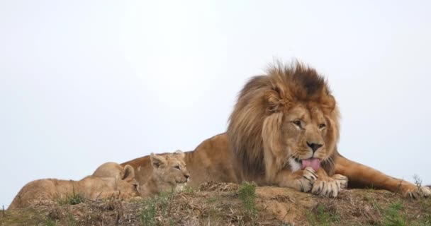 Африканский Лев Пантера Лео Мужчина Облизывая Свою Лапу Куб Реальном — стоковое видео
