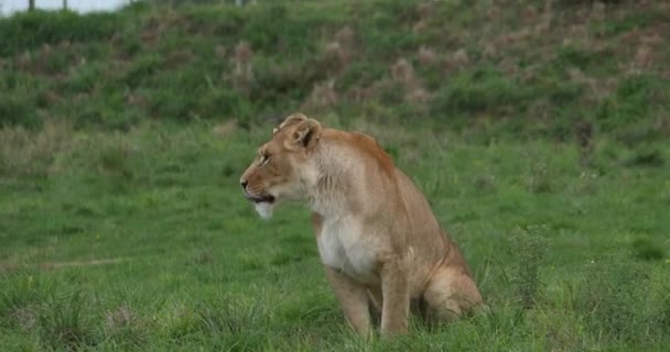 African Lion Panthera Leo Female Yawning Real Time — стокове відео