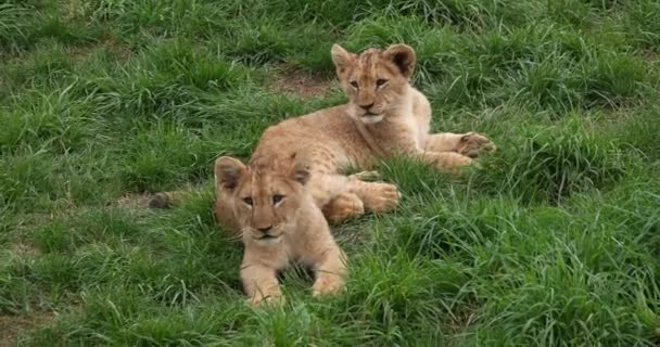 African Lion Panthera Leo Cub Real Time — стоковое видео