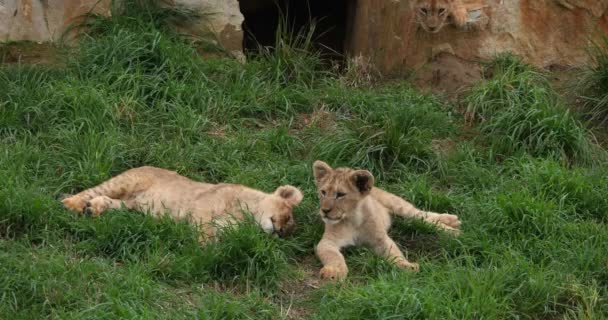 Afrikanskt Lejon Panthera Leo Unge Realtid — Stockvideo
