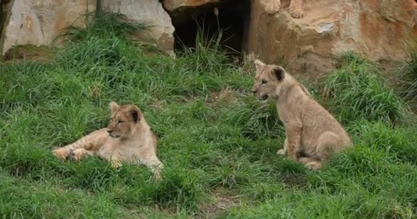 Lion Africain Panthera Leo Cub Snarling Temps Réel — Video