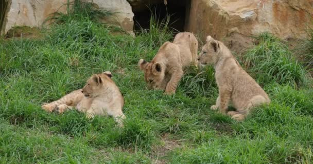Afrikanskt Lejon Panthera Leo Unge Realtid — Stockvideo