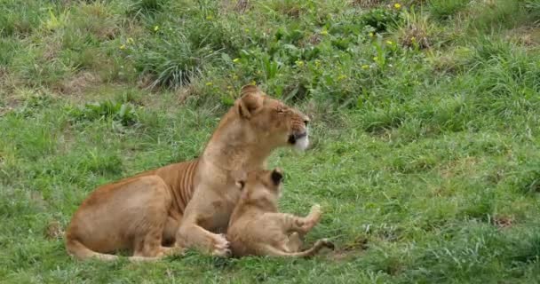 Afrikanska Lejon Panthera Leo Kvinna Och Unge Spelar Real Time — Stockvideo