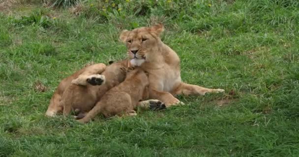 Leão Africano Pantera Leo Feminino Cub Suckling Real Time — Vídeo de Stock