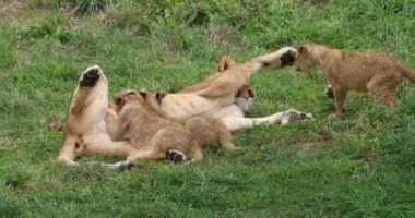 Afrika Aslanı, Panthera Leo, Dişi ve Yavru Emzirme ve Oynama, Real Time 4K