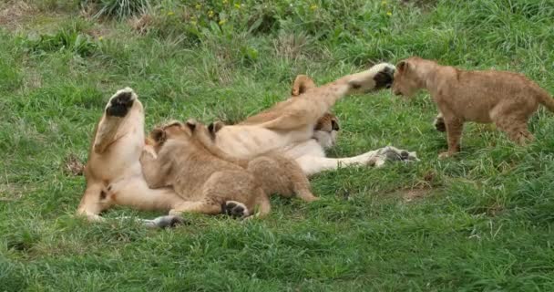 African Lion Panthera Leo Female Cub Suckling Playing Real Time — стокове відео