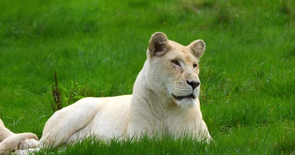 Leão Branco Panthera Leo Krugensis Postura Feminina Tempo Real — Vídeo de Stock