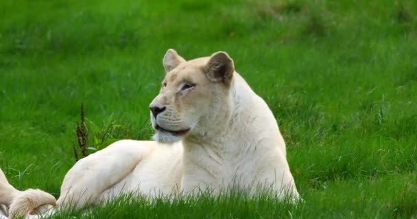 White Lion Panthera Leo Krugensis Female Laying Real Time — Stock Video