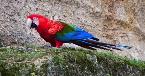 Red Green Macaw Ara Chloroptera Adult Standing Cliff Real Time — 비디오