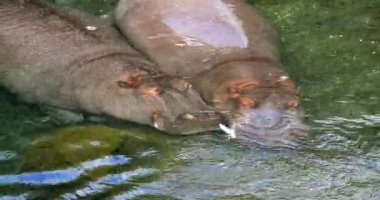 Hippopotamus, su aygırı amfibi, nehirde dikilen, Uyuyan, gerçek zamanlı 4K