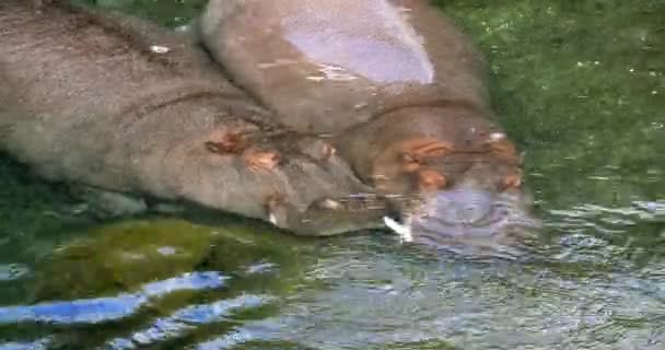 Hippopotamus Hippopotamus Amphibius Pair Standing River Sleeping Real Time — Stock Video