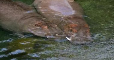 Hippopotamus, su aygırı amfibi, nehirde dikilen, Uyuyan, gerçek zamanlı 4K