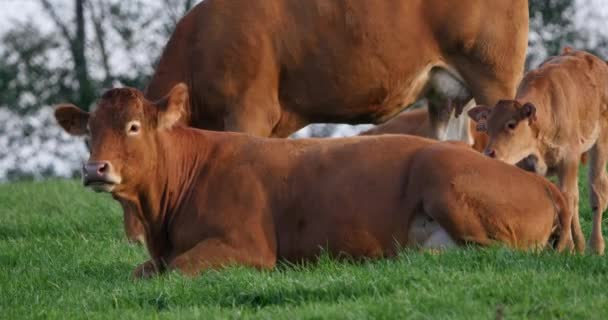 Limousin Husdjur Nötkreatur Kor Och Kalvar Loire Countryside Frankrike Realtid — Stockvideo
