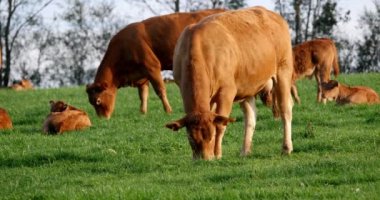 Limousin Yurtiçi Sığır, İnekler ve Buzağılar, Fransa 'nın Loire Kırsal Bölgesi, Real Time 4K