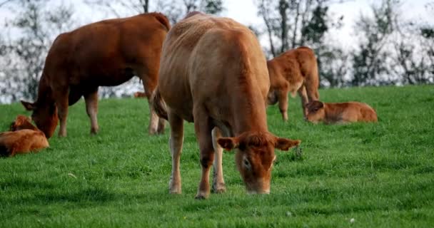 Limousin Bovinos Domésticos Vacas Terneros Loira Campo Francia Tiempo Real — Vídeo de stock
